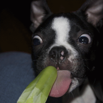 Sloth (USA-2) : Popsicle!